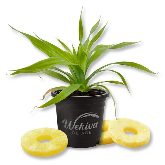 White Jade Pineapple Plant - Live Plant in a 4 Inch Growers Pot - Ananas Comosus - Edible Fruit Tree for Patio and Garden