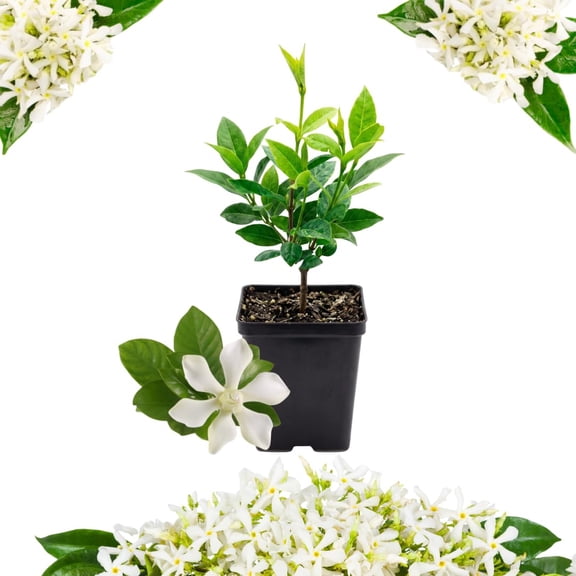 White Jasmine Plant Live, Fragrant Jasmine Climbing Vine, 4-7 Inches Tall for Growing (Star Jasmine)