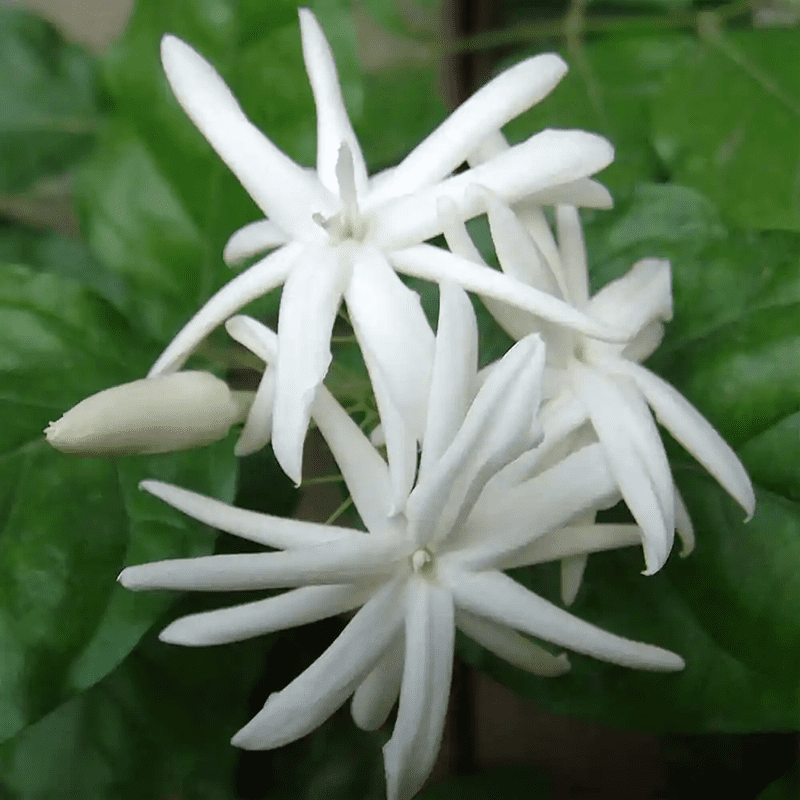 White Jasmine Plant Live, Fragrant Jasmine Flower Vine, Indoor