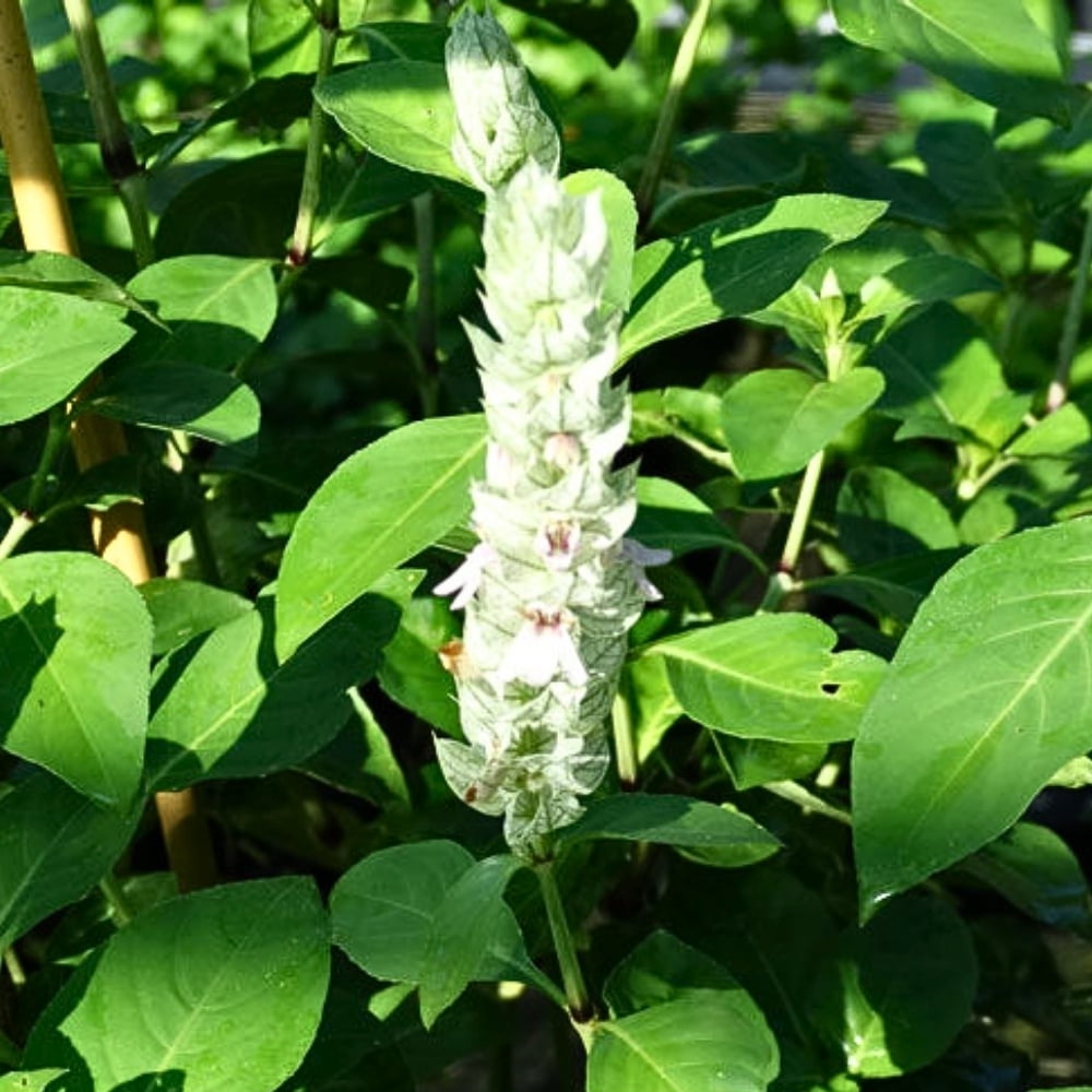 White Justicia Carnea Shrimp Plant 4 to 8 Inches Tall, Shrimp Plants for Indoor and Outdoor Gardening