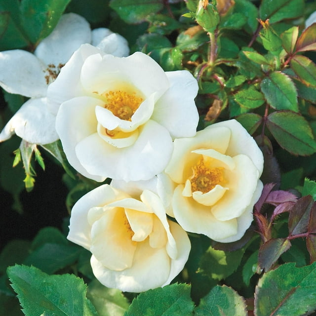 White Knock Out Dormant Bare Root Shrub Rose, Includes one dormant plant per order