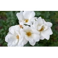 thumbnail image 1 of White Knock Out® Rose - Live Plant - ( 1 QT ) - Full Sun - Repeat Blooms, 1 of 5