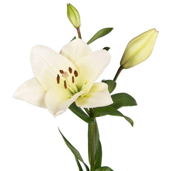 Bloomingmore 80 Stems White LA Hybrid Lilies, Fresh Cut Flowers