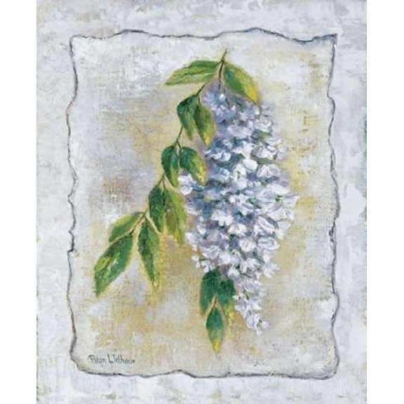 White Laburnum Poster Print by Rian Withaar (20 x 24)