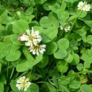 White Ladino Clover Seeds - 25 g Packet 42,000 Seeds - Farm & Garden Cover Crop - Non-GMO, Open Pollinated - Not Suitable As Lawn Clover