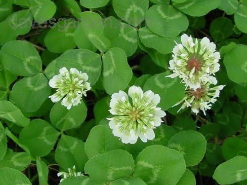 White Ladino Clover Seeds for Planting (20 Pounds)