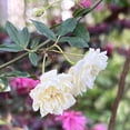 thumbnail image 1 of White Lady Banks Rose Live Plant- Liners, 1 of 6