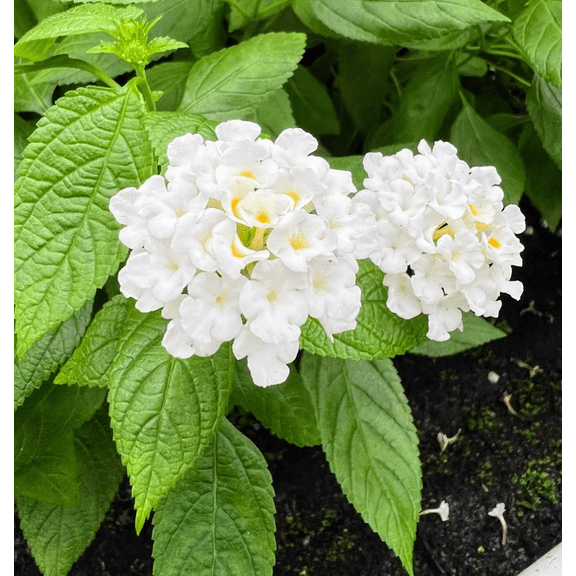 White Lantana Plant Live, Lantana Live Plants for Planting Outdoor, Perennial Lantana Flowers, 4 to 6 Inch Tall, No Pot
