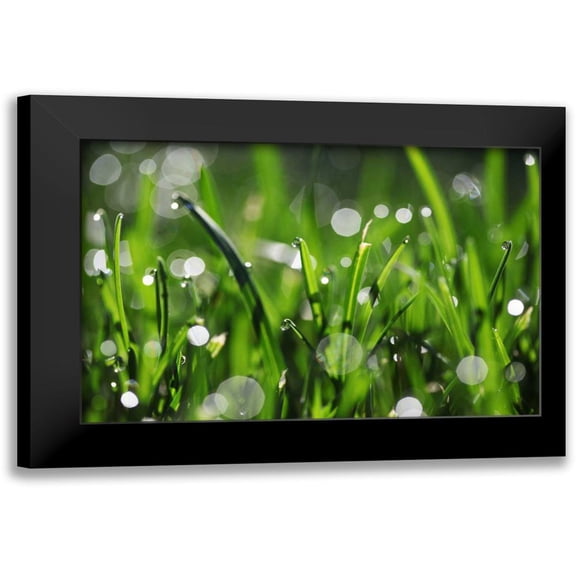 White, Leesa 14x11 Black Modern Framed Museum Art Print Titled - Dew Drops III
