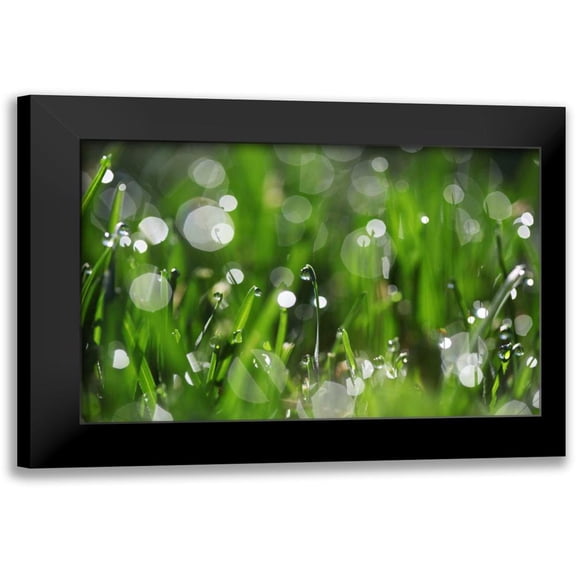 White, Leesa 14x11 Black Modern Framed Museum Art Print Titled - Dew Drops II