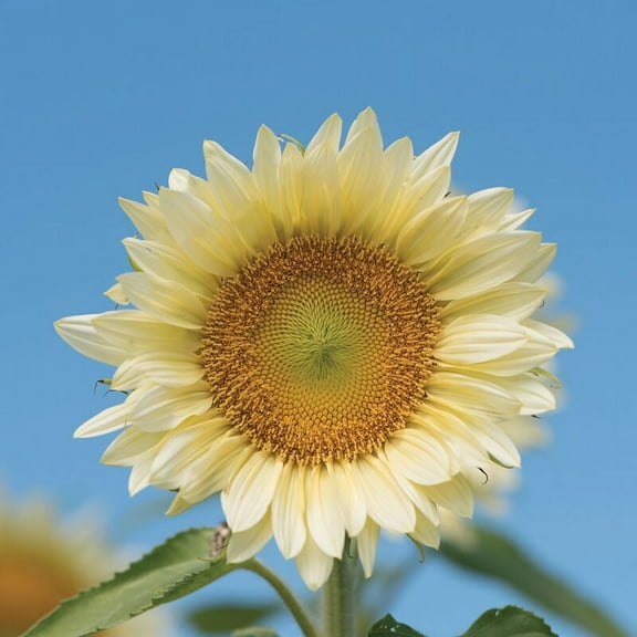 White Light Sunflower Seeds for Planting (20 Seeds) - Grow Pure White Sunflowers