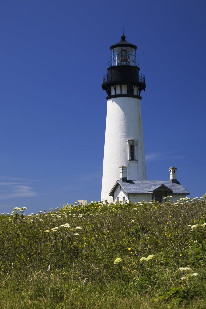 White Lighthouse With A Blue Sky And Wildflowers Newport Oregon United States of America Canvas Art - Michael Interisano Design Pics (24 x 38)