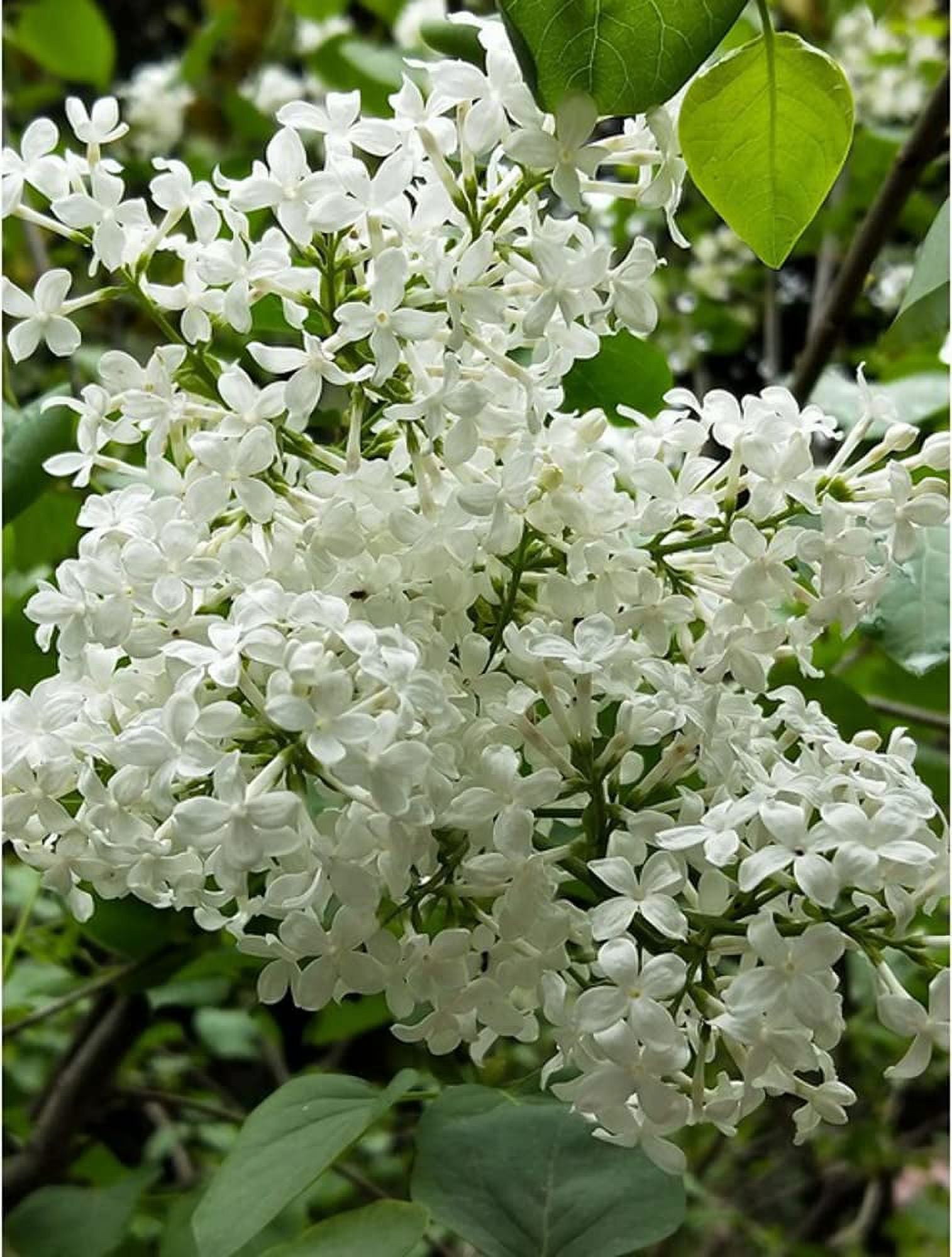 White Lilac Tree Seed HP29 Hummingbird Flower Fragrant Syringa ...