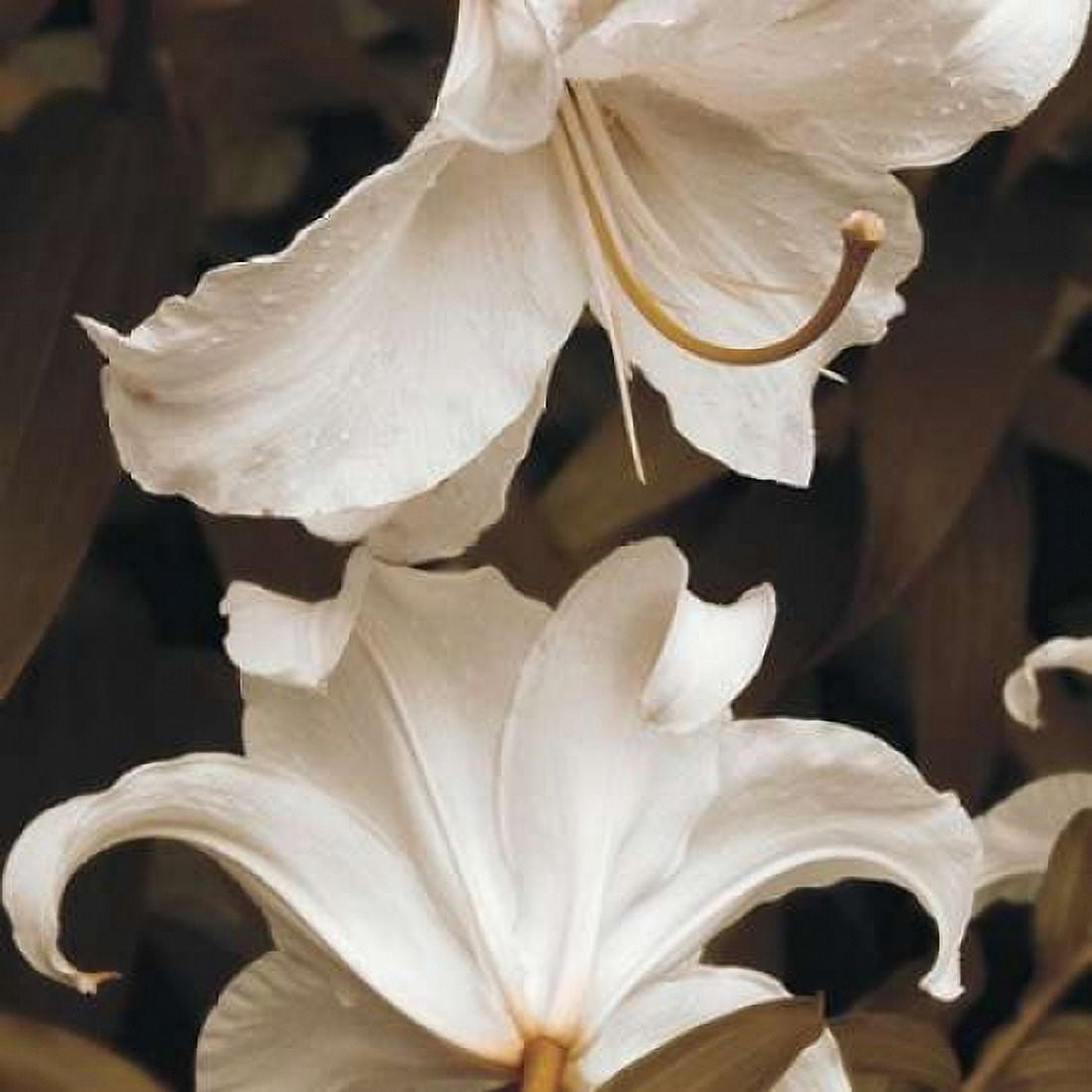 White Lilies Canvas Art - Rebecca Swanson (24 x 24)