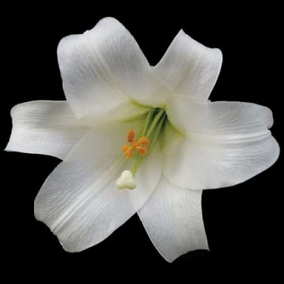 White Lily Canvas Art - Jim Christensen (24 x 24)