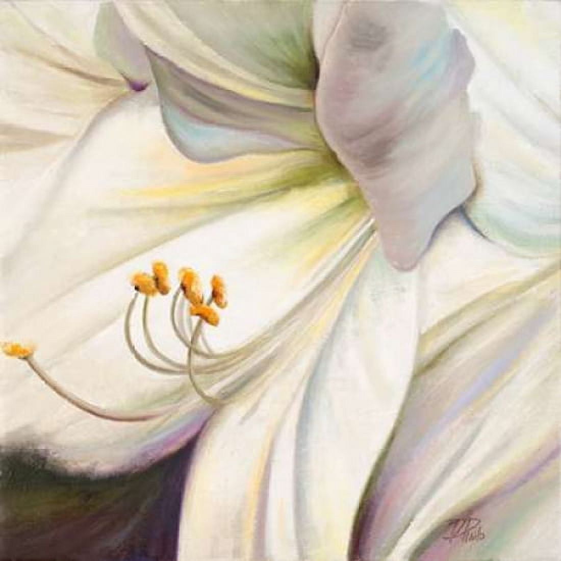 White Lily I Canvas Art - Patricia Pinto (24 x 24)