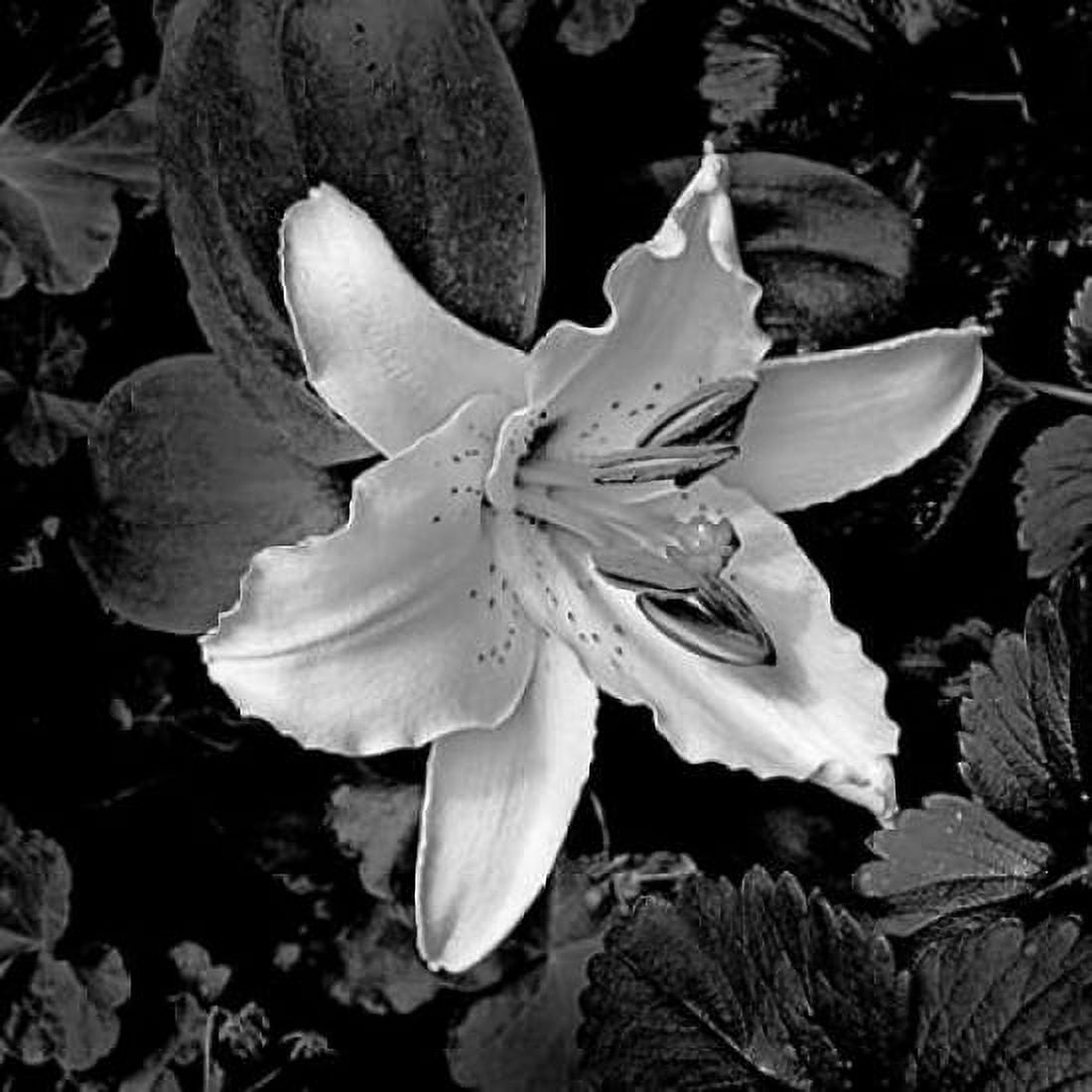 White Lily I Canvas Art - Rita Crane (24 x 24)