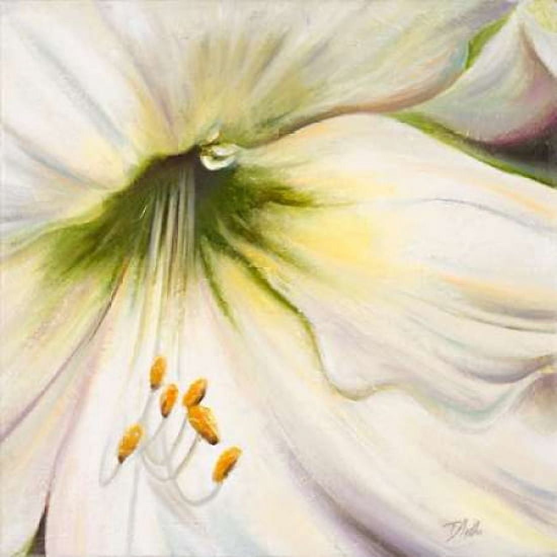White Lily II Canvas Art - Patricia Pinto (24 x 24)