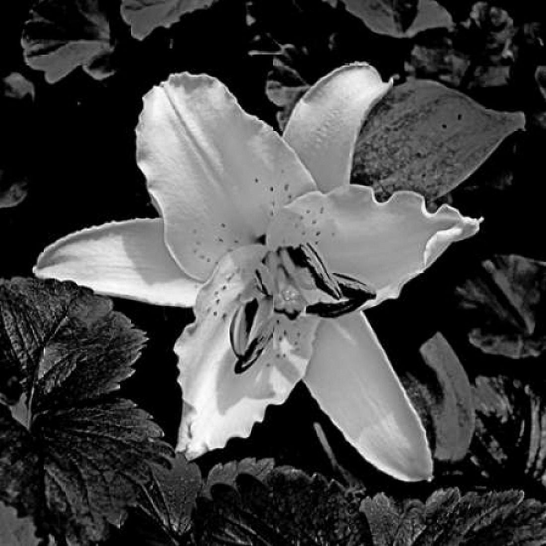 White Lily II Canvas Art - Rita Crane (24 x 24)