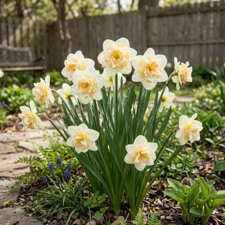 White Lion Double Daffodils, 5 Bulbs - White & Yellow Narcissus Flowers - Attracts Bees & Butterflies - Spring Blooming, Easy to Grow & Maintain