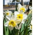 thumbnail image 1 of White Lion Double Daffodils, 5 Bulbs - White & Yellow Narcissus Flowers - Attracts Bees & Butterflies - Spring Blooming, Easy to Grow & Maintain, 1 of 6