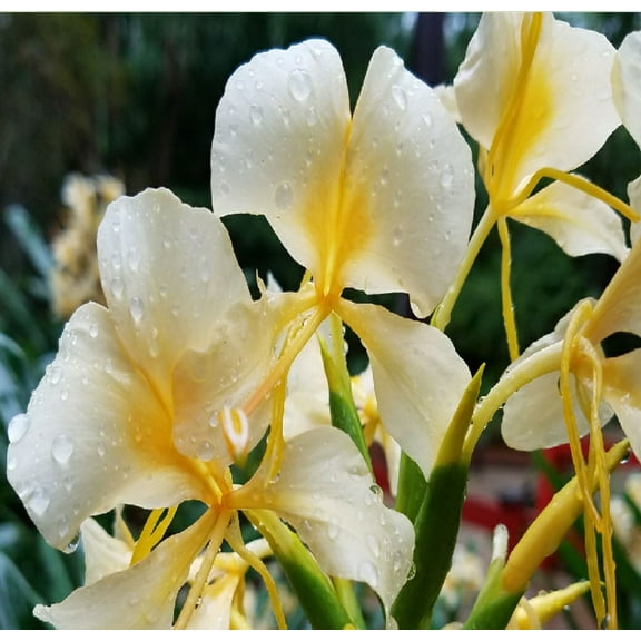 White Live Ginger Plant Bulbs 4 Pk (Roots 2" - 4") Partial Shade