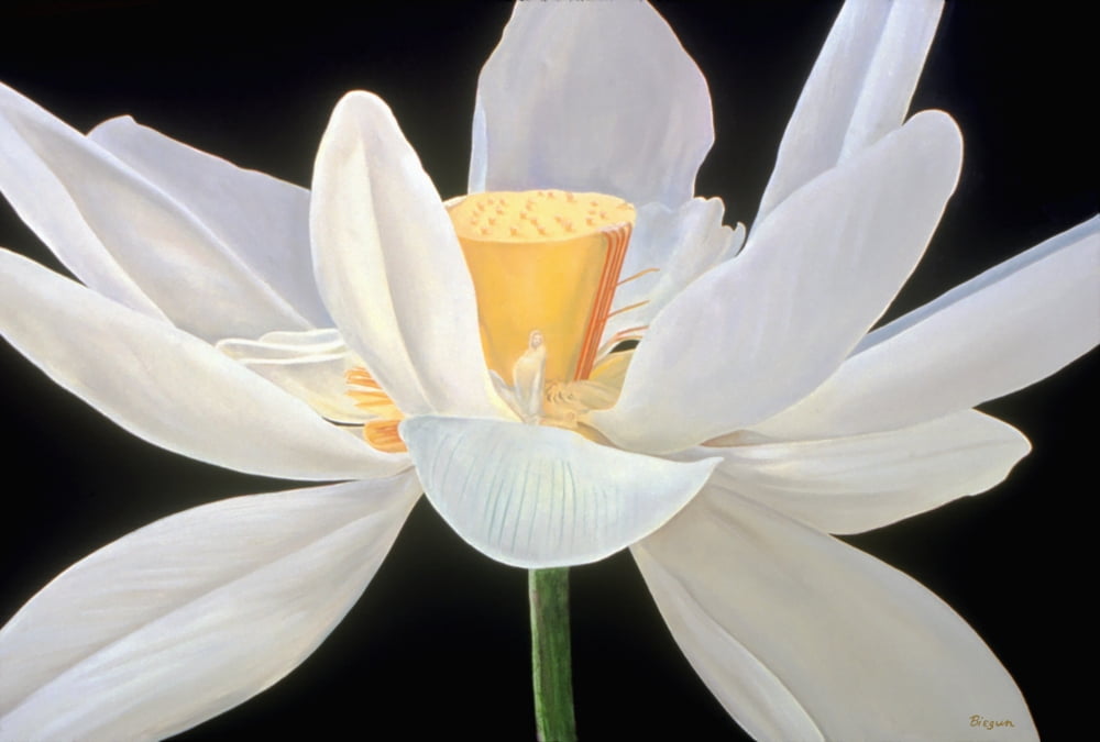White Lotus Flower And Black Background Hidden Woman In Center Oil Painting Canvas Art - Fay Biegun Design Pics (36 x 24)