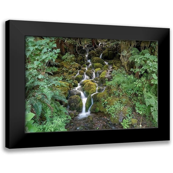 White, Lynda 14x11 Black Modern Framed Museum Art Print Titled - Fern Waterfall