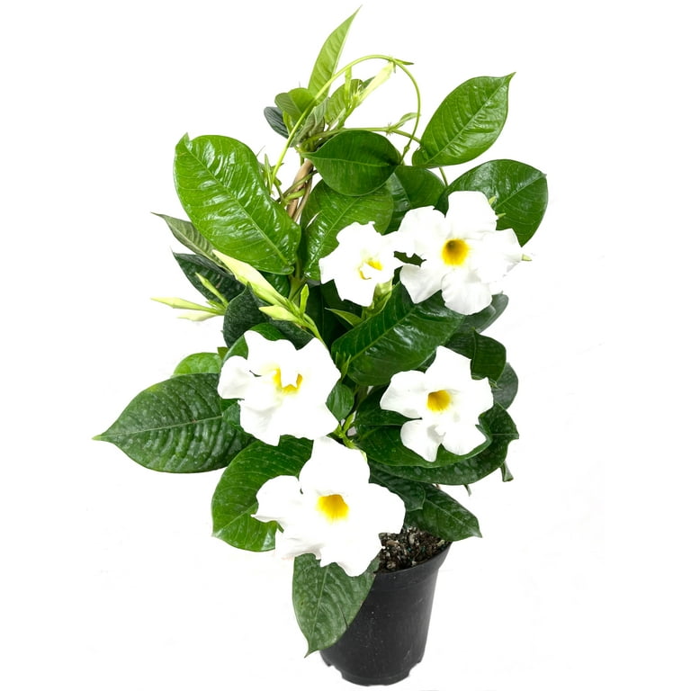 White mandevilla deals