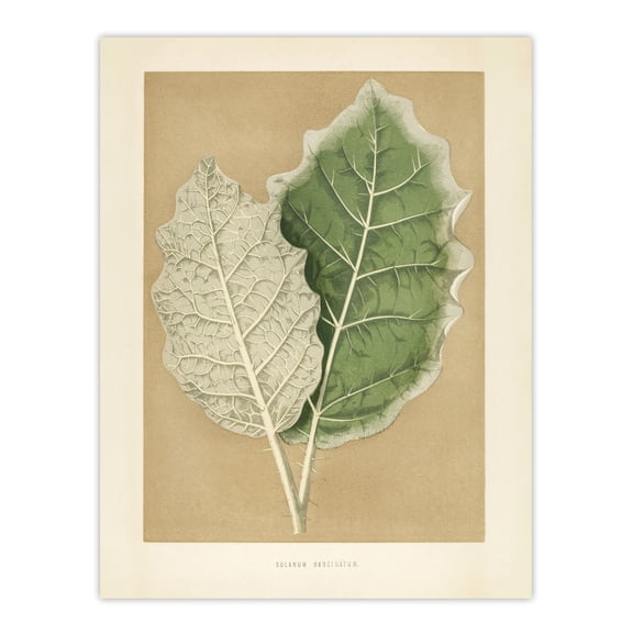White Margined Nightshade Leaves Fawcett Wall Art Poster Print
