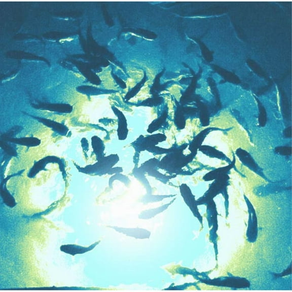 White Mega-Watt Underwater LED Lighting System (40 foot power cord)