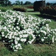 White Meidiland Dormant Bare Root Ground Cover Rose, 1-Pack