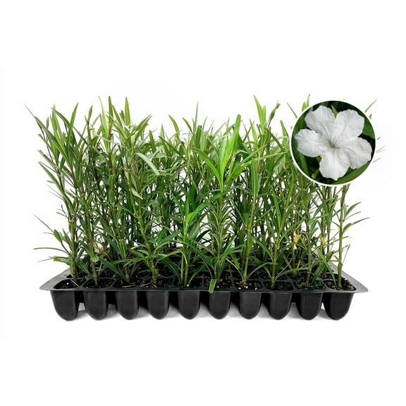 White Mexican Petunia - 10 Live Plants - Ruellia Brittoniana - Drought Tolerant Blooming Ornamental