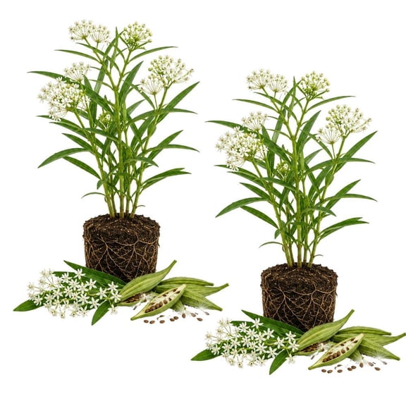 White Milkweed Live Plant, Native Pollinator Garden Flower, Easy Care Starter Plant (4 Inch Tall)