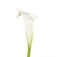 thumbnail image 1 of Bloomingmore White Mini Calla Lilies, 50 Stems, Fresh Cut Flowers, 1 of 7