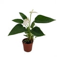 thumbnail image 1 of White Miniature Blooming Anthurium - 3" Pot, 1 of 1
