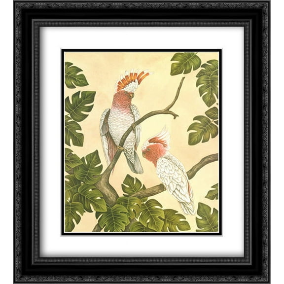 White Mitchell Cockatoos 2x Matted 20x24 Black Ornate Framed Art Print by Dianne Krumel