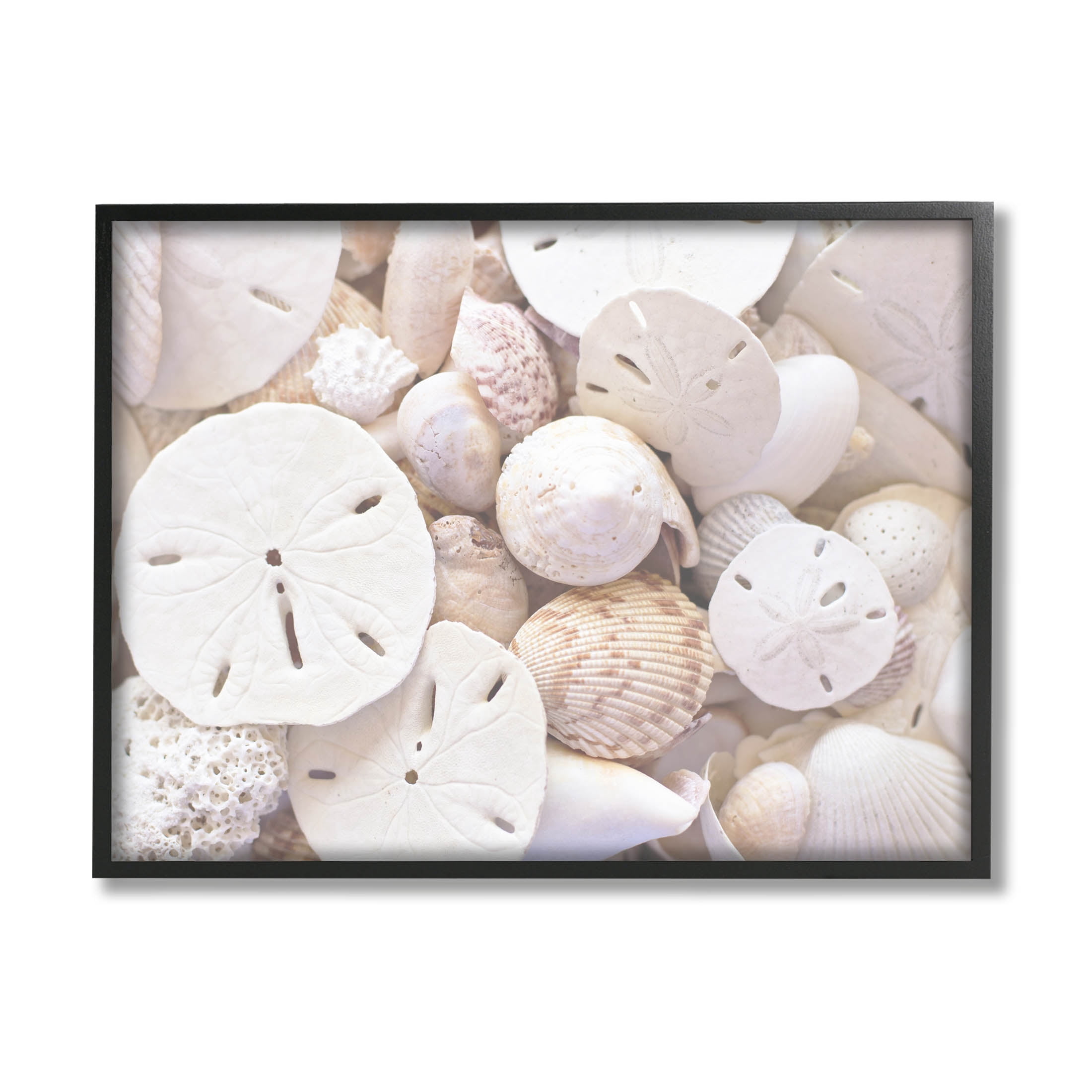 White Mixed Sand Dollar Shells Coastal Photograph Black Framed Art Print Wall Art