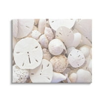 White Mixed Sand Dollar Shells Coastal Photograph Gallery Wrapped Canvas Print Wall Art