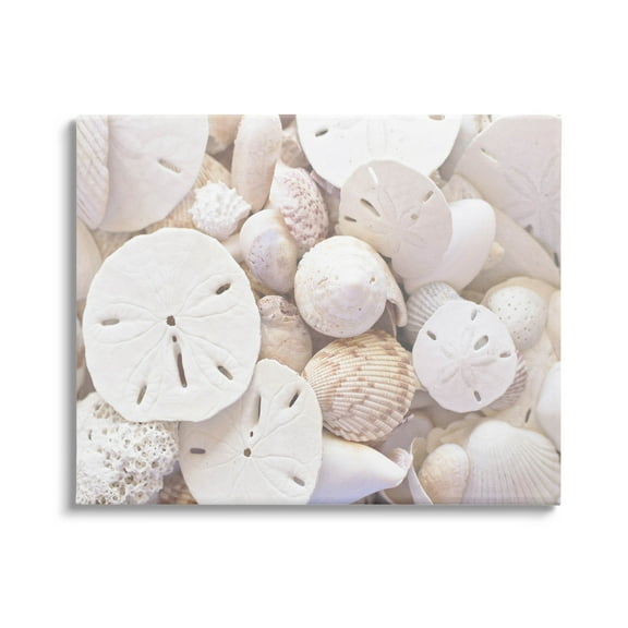 White Mixed Sand Dollar Shells Coastal Photograph Gallery Wrapped Canvas Print Wall Art