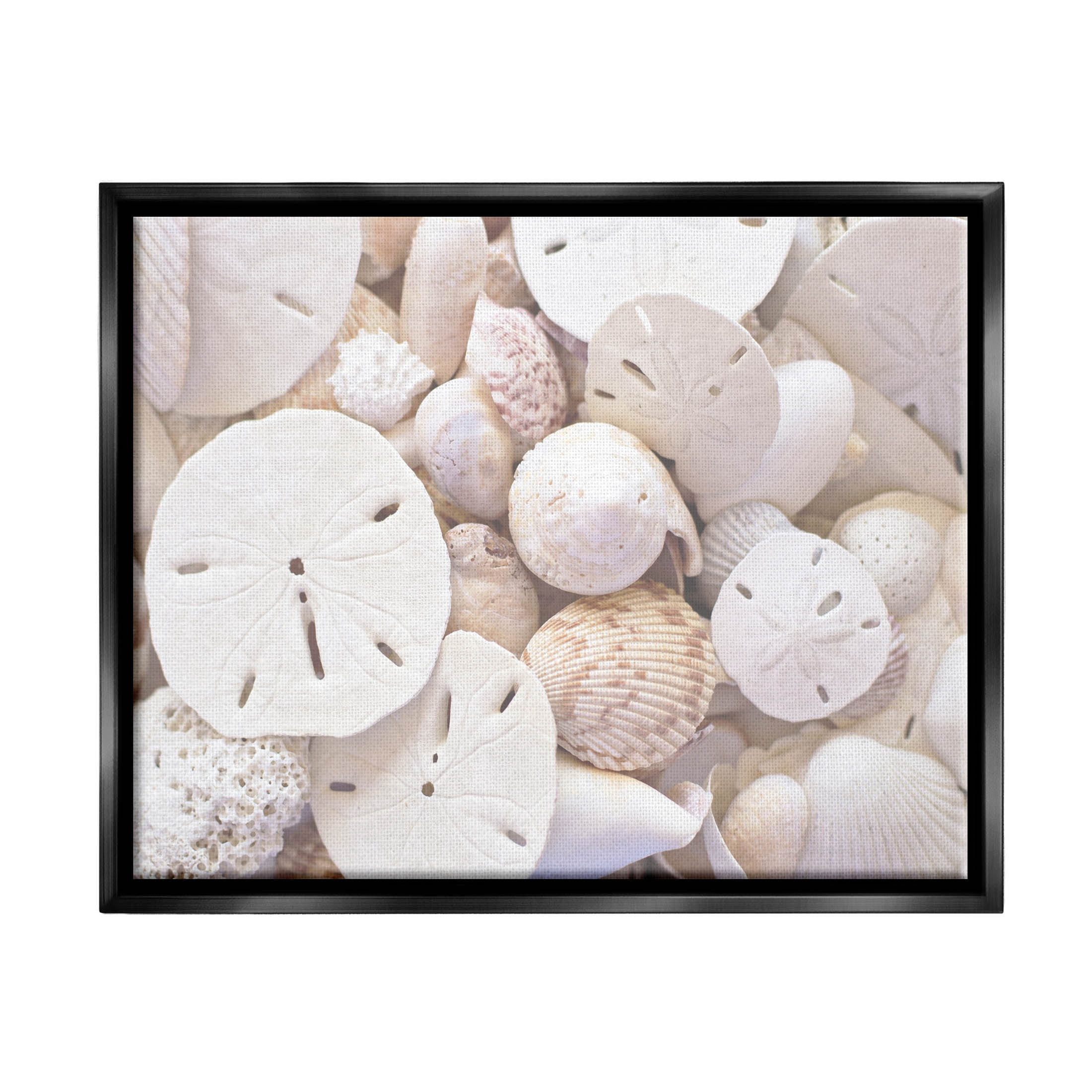 White Mixed Sand Dollar Shells Coastal Photograph Jet Black Framed Art Print Wall Art