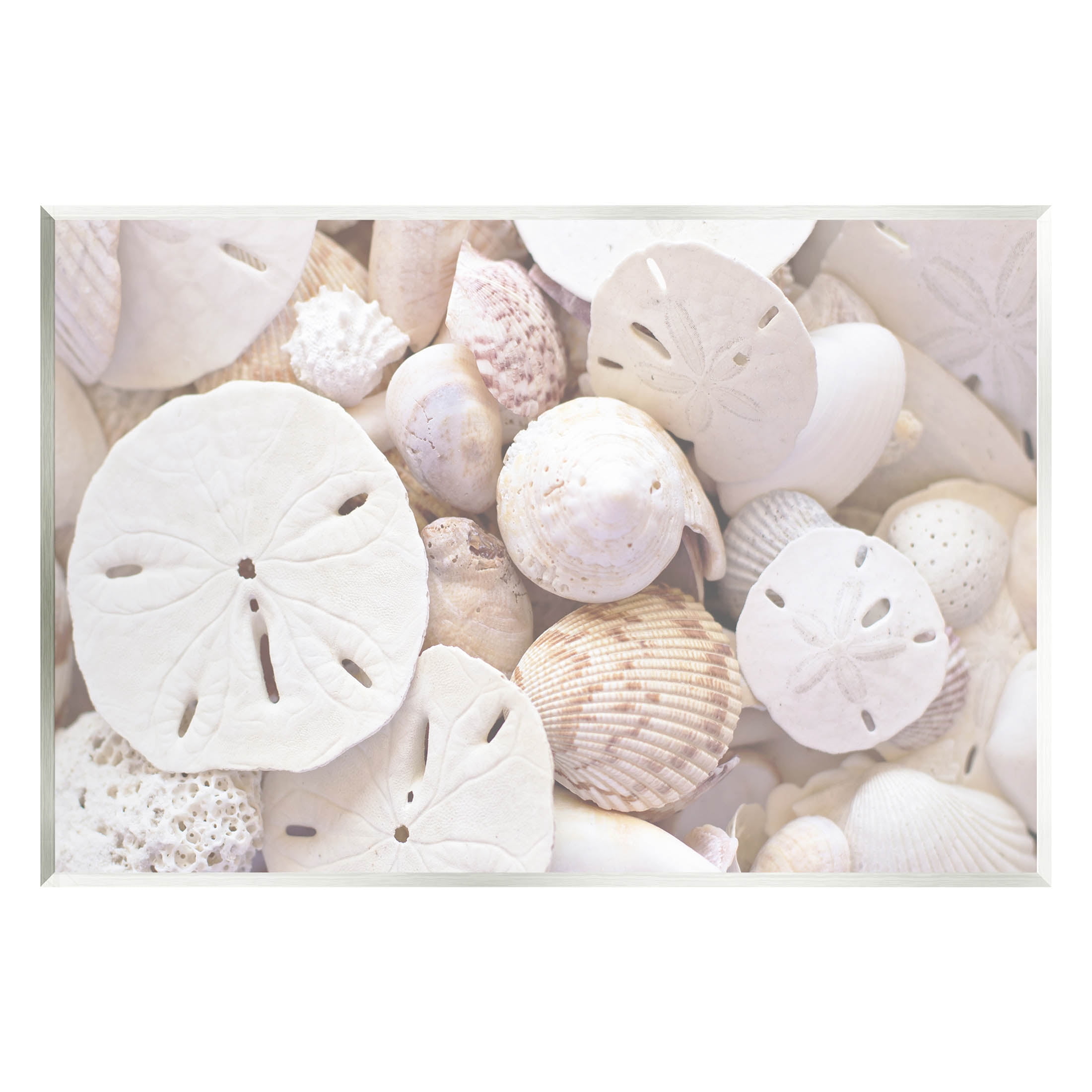 White Mixed Sand Dollar Shells Coastal Photograph Unframed Art Print Wall Art