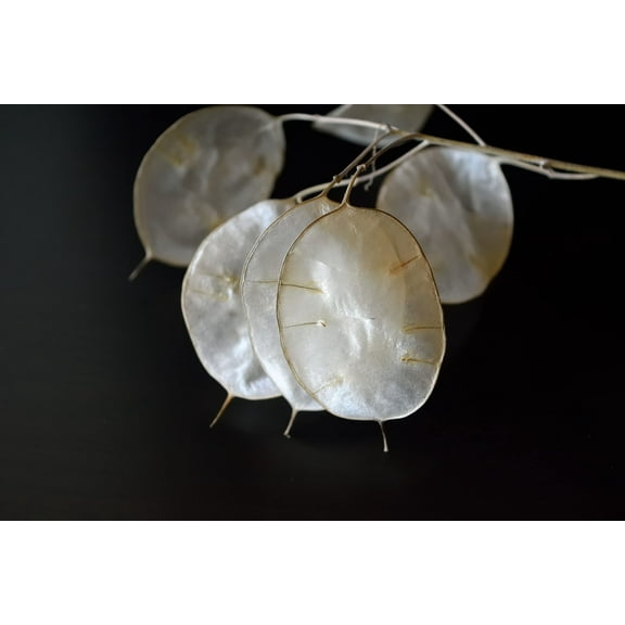 White Money Plant Seeds for Planting - 30 Seeds - Lunaria Biennis - Honesty Plant Seeds