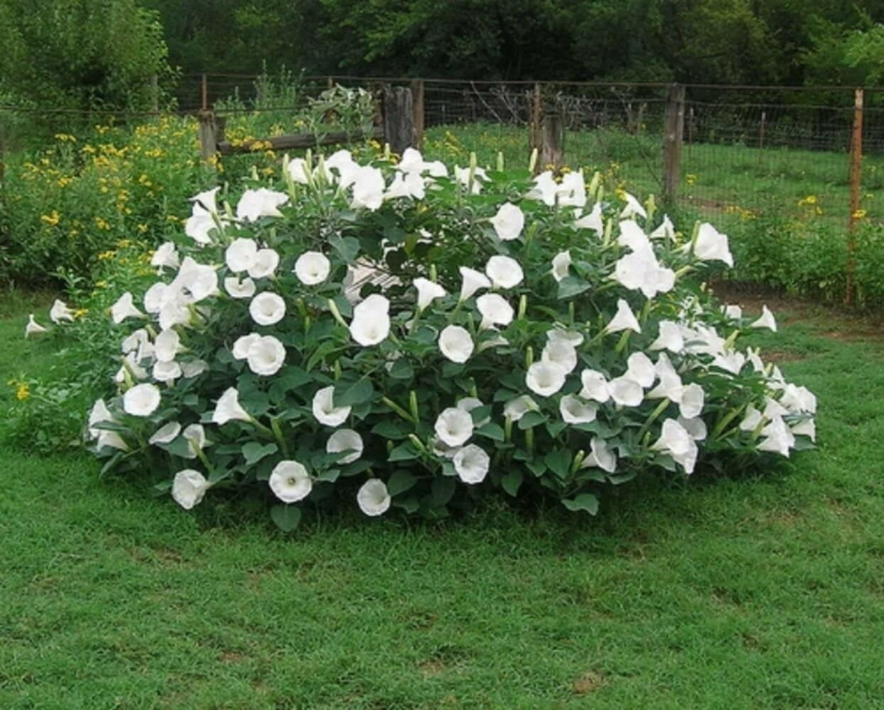 White Moonflower Bush. Large, Trumpet-Shaped Flowers. Fragrant, Night Blooming. Trumpet Flowers (25 Seeds) from USA.