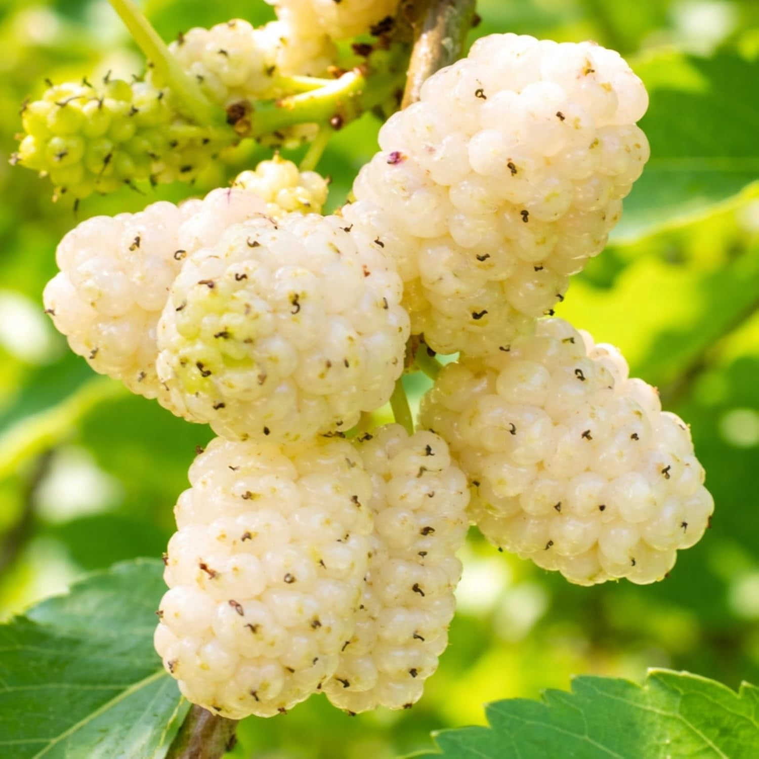 White Mulberry Tree Live Plants (Morus alba) – Sweet Edible Fruit Tree – Fast Growing Hardy Mulberry Sapling - Starter Plant for Outdoor Planting (1 Tree)
