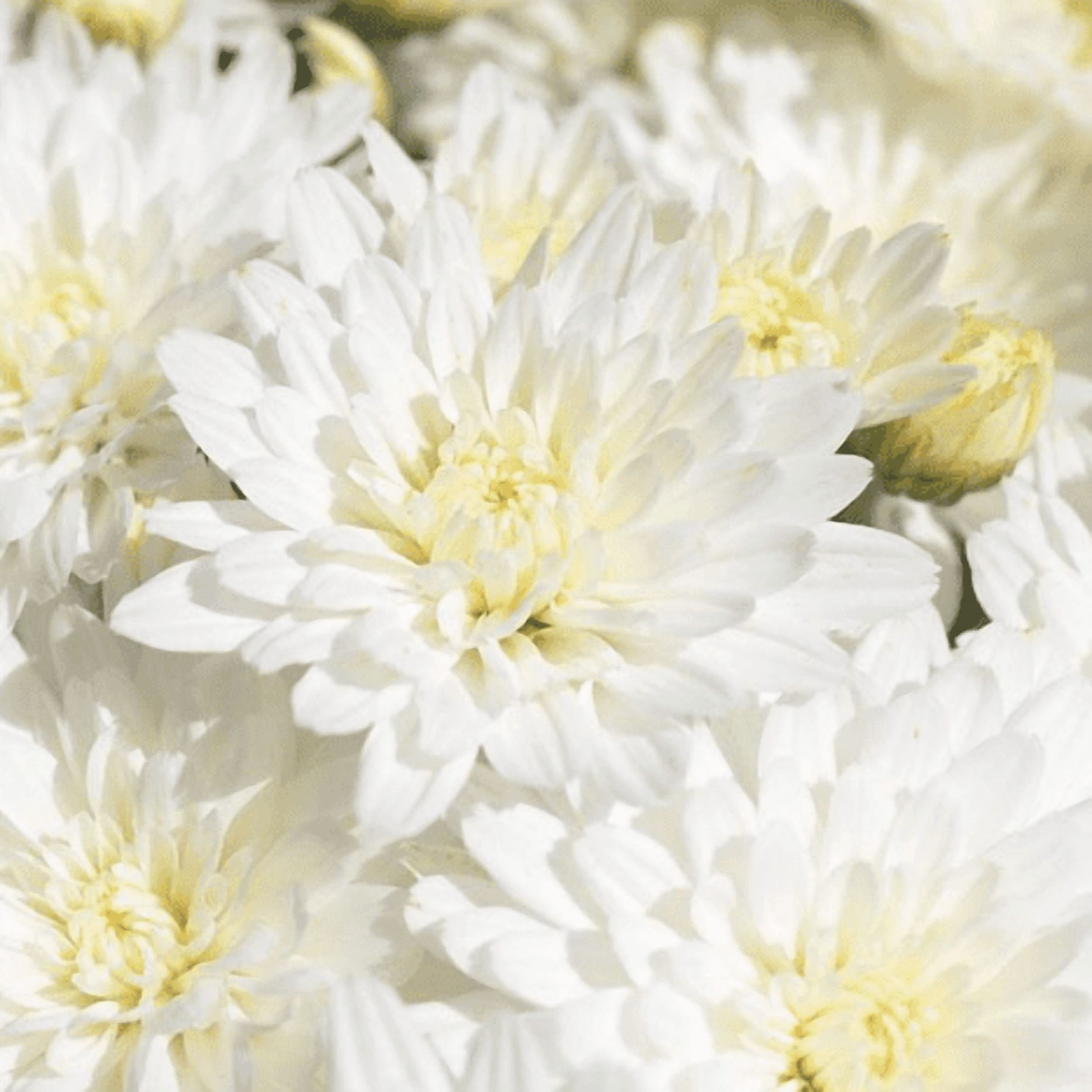 White Mum Plant Live for Planting, Chrysanthemum Plant Hardy Perennial ...