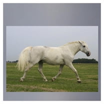 White Mustang Wall Decal