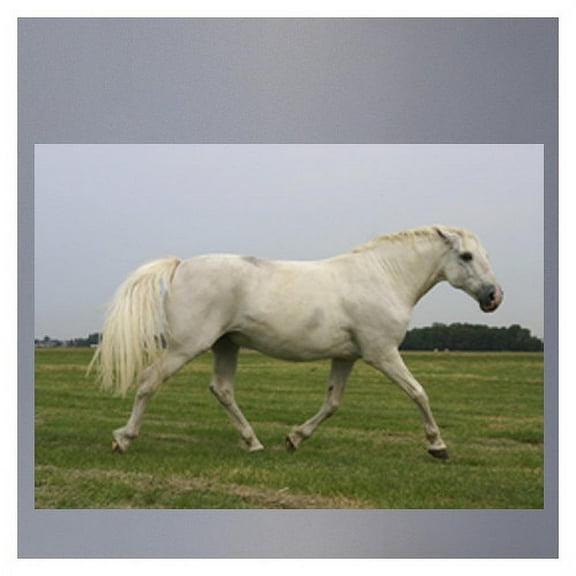 White Mustang Wall Decal