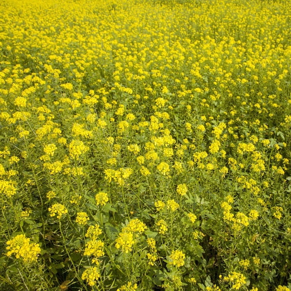 White Mustard Seeds For Cover Crops - 10 LBS