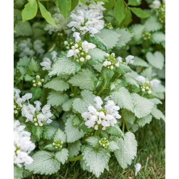 White Nancy Spotted Dead Nettle Lamium maculatum- Low-Growing Perennial Groundcover for Shade Gardens, Borders & Containers, Pet-Friendly, Low Maintenance 2 Gallon